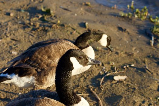 Two young Canada geese on the beach