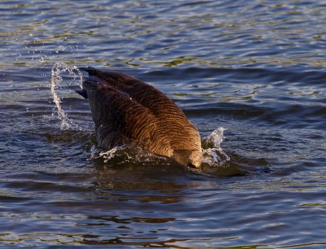 Expressive diving in the lake from the young Canada goose