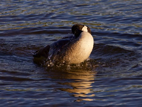 Expressive swimming in the lake from the Canada goose on the sunny evening