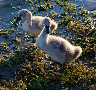 Two young swans on the shore on the sunny evening