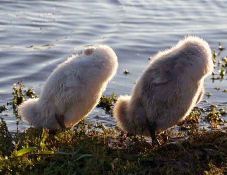 Two funny chicks of the mute swans are synchronously cleaning their feathers