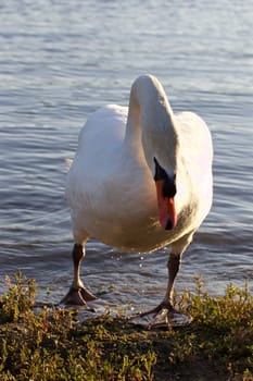 Strong mute  mute swan is going out of the lake