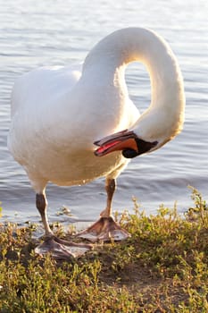 Beautiful male mute swan is cleaning his feathers on the shore of the lake