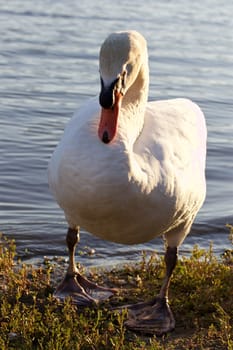 Beautiful mute swan on the sunny evening