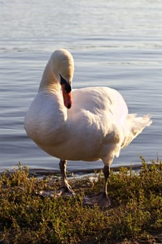 The mute swan on the shore of the lake