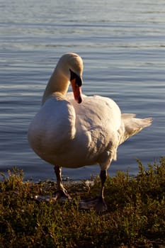 The beautiful mute swan before the sunset