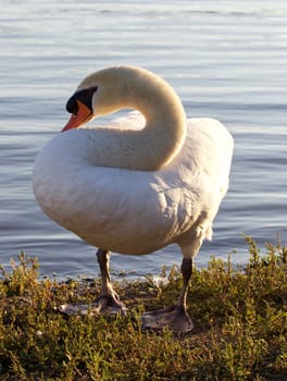 The beautiful mute swan close-up on the shore of the lake