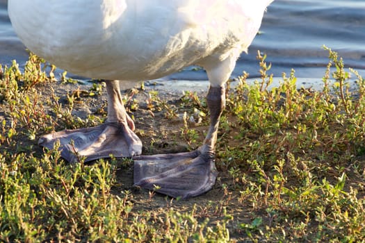 The strong feet of the mute swan close-up