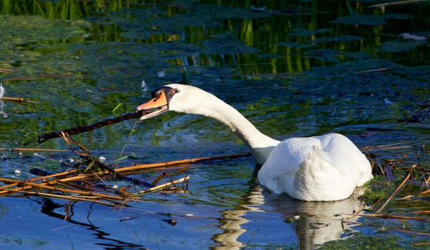 The  strong mute swan is moving sticks and algae in the lake
