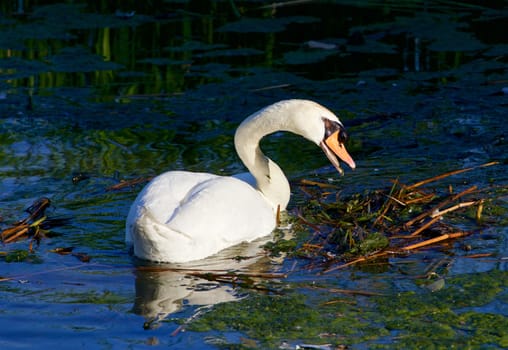 The close-up of the strong mute swan cleaning his territory in the lake