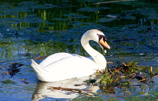 Beautiful strong mute swan is trying to clean the territory on the sunny evening