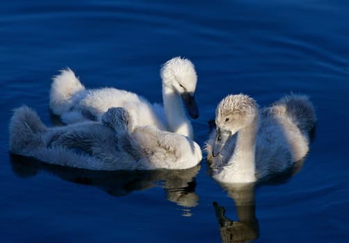 Beautiful close-up of the three young mute swans before the sunset