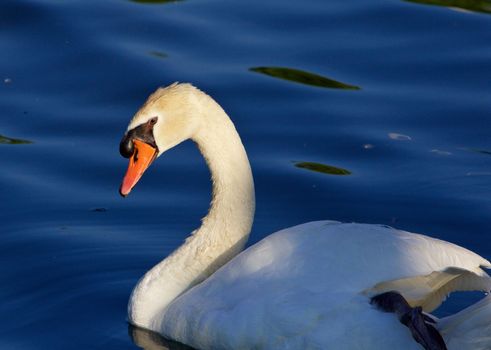 Beautiful close-up of the mute swan swimming in the lake before the sunset