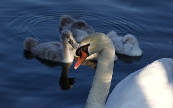 Beautiful family of the mute swans before the sunset