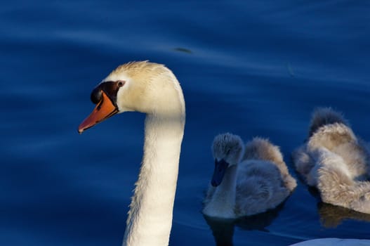Beautiful background with the father-swan and his children swimming in the lake on the sunny evening