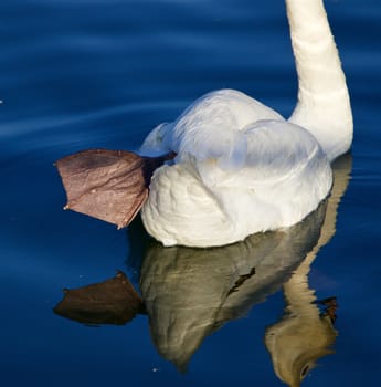 Beautiful close-up of the leg of the strong mute swan in the lake