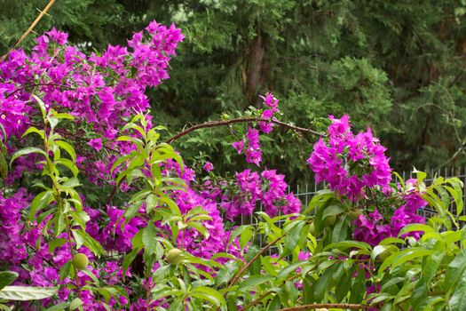 View of a purple-pink bougainvillea in the garden.