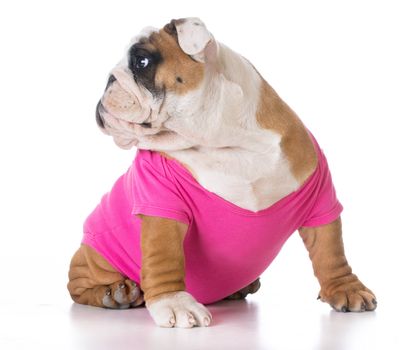 female puppy wearing pink sweater - bulldog