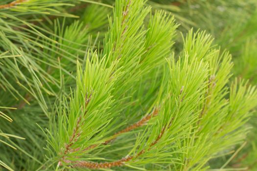 Close-up of pine tree leaves.