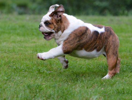 dog running - four month old female bulldog puppy