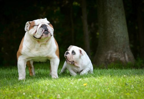 puppy and adult dog playing outside - bulldog puppy 3 months and adult 6 years