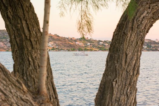 View of a small boat through the branches of a tree.