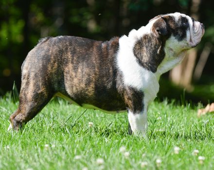 beautiful english bulldog standing in the grass