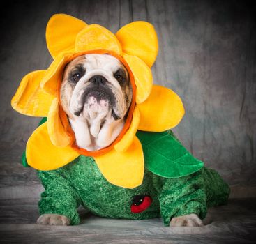 dog wearing flower costume - bulldog