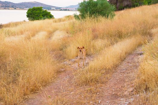 View of a cute brown dog running through the spikes.