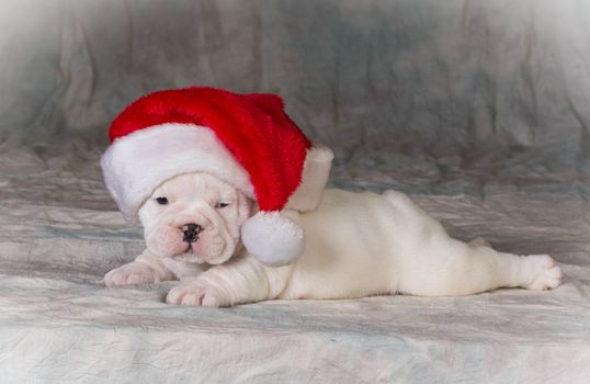 christmas puppy wearing santa hat - bulldog
