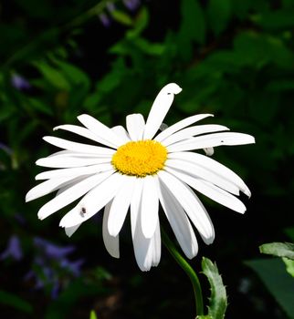 Open daisy in sunlight