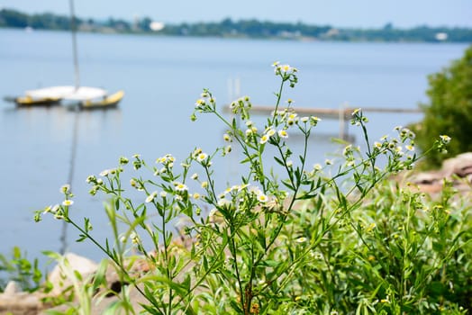 Shoreline flowers boarder a lake