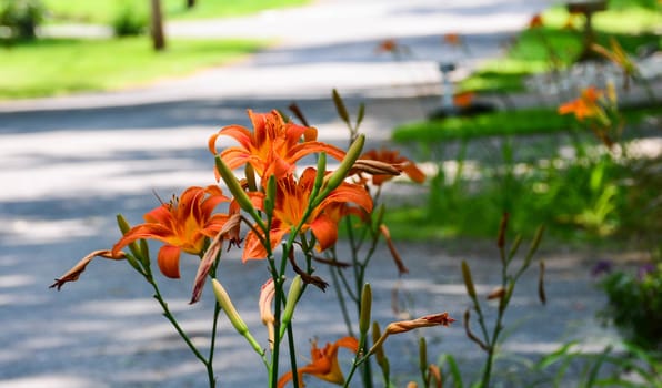 Open tiger lilies  boarder a road