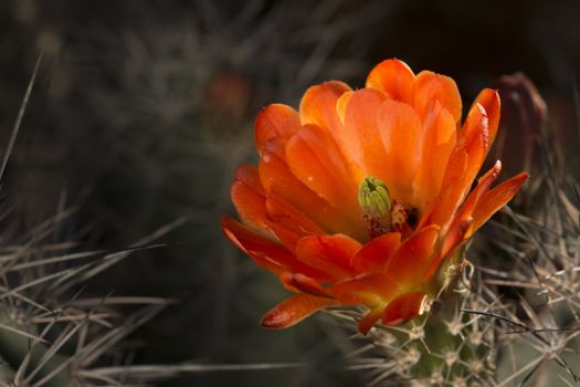 Desert bloom - beautiful red flower barrel cactus