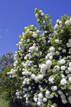 blossoming beautiful viburnum (Viburnum opulus) bush in garden