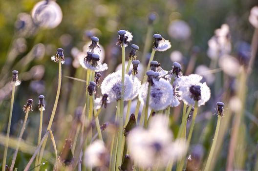 blur spring time dandelion heads after blossoming background. Nature background