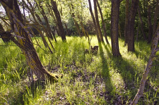 evening sunlight light in forest on grass