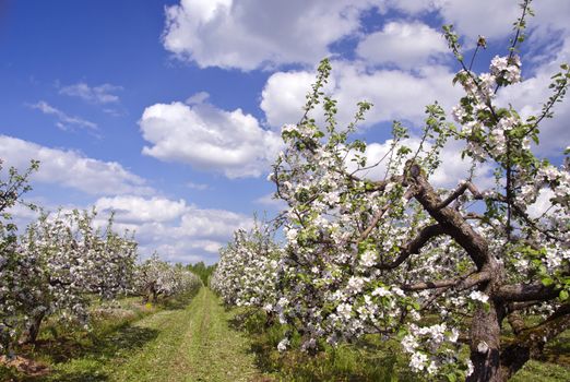 beautiful blossoming spring apple tree big industrial orchard garden