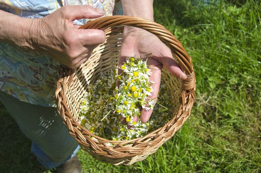 senior woman gradmother hands holding chamomile medical flowers in hand