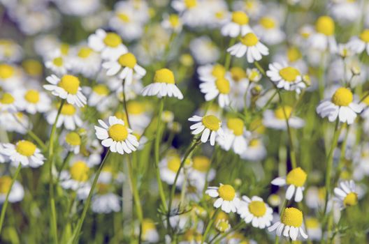 blur fresh chamomile medical flowers blossoming background.Herbal medicine background