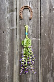 beautiful sage (Salvia officinalis) medical plant bunch and horseshoe on old wooden wall