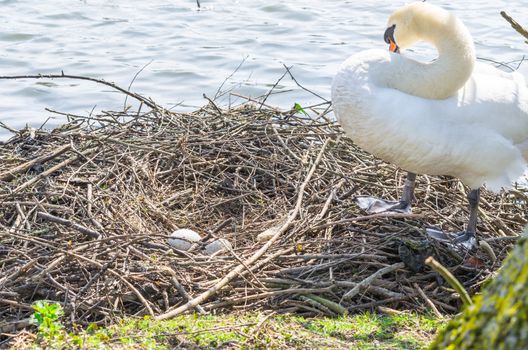 Mute swan at its nest with eggs in an urban park.