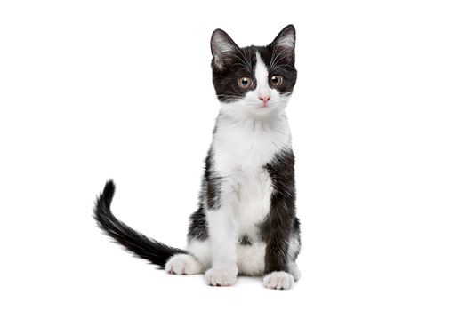little black and white kitten in front of a white background