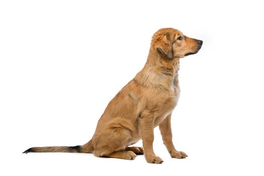 brown mixed breed puppy in front of a white background