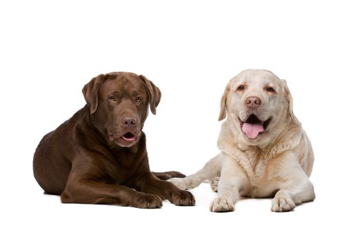 Two Labrador dogs lying in front of a white background