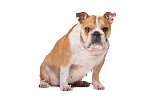 English Bulldog in front of a white background