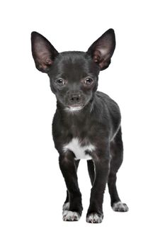 Black and white Chihuahua dog in front of a white background