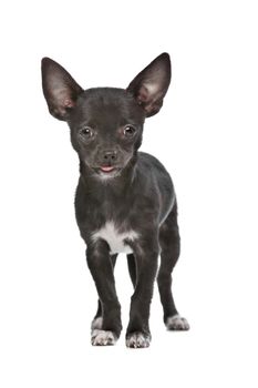 Black and white Chihuahua dog in front of a white background