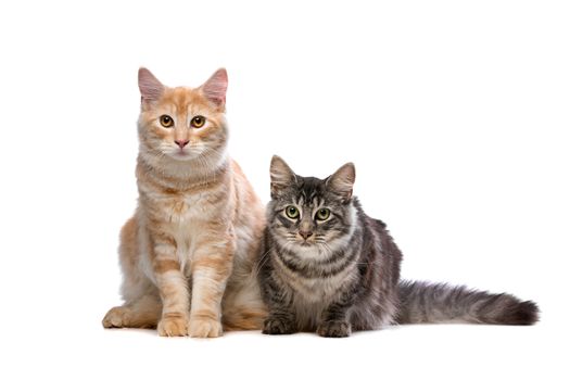 Maine Coone and Norwegian Forest cat in front of a white background