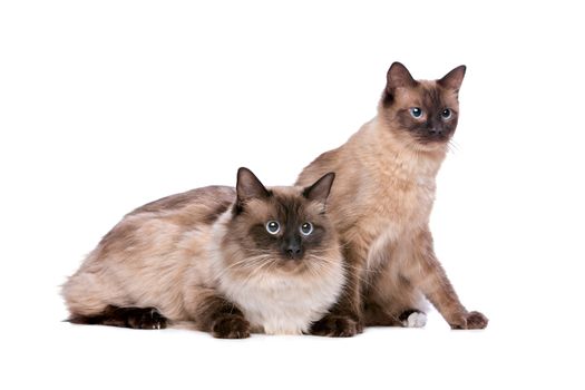 Two Ragdoll cats in front of a white background